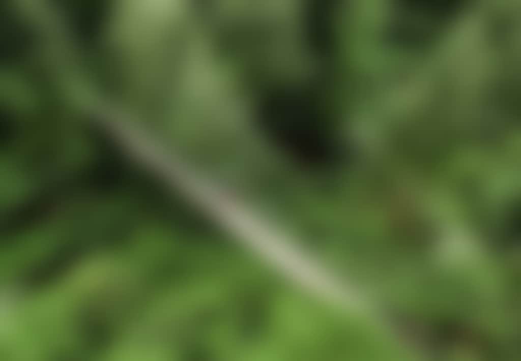 Aerial view of Swing Bridge in Tarra Bulga NP