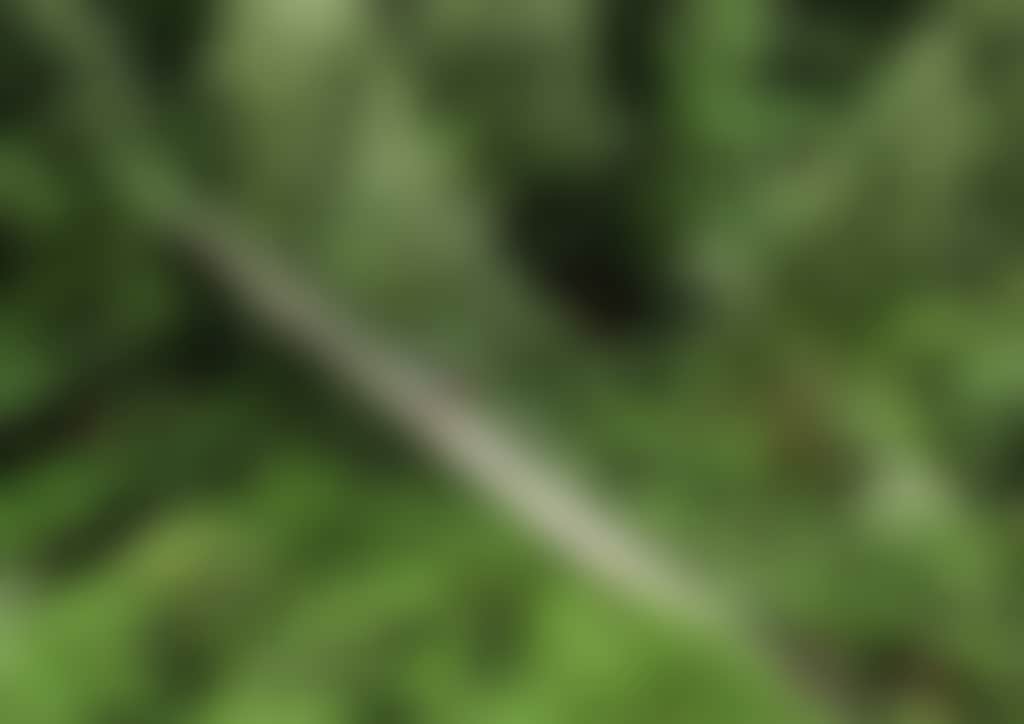 Aerial view of Swing Bridge in Tarra Bulga NP