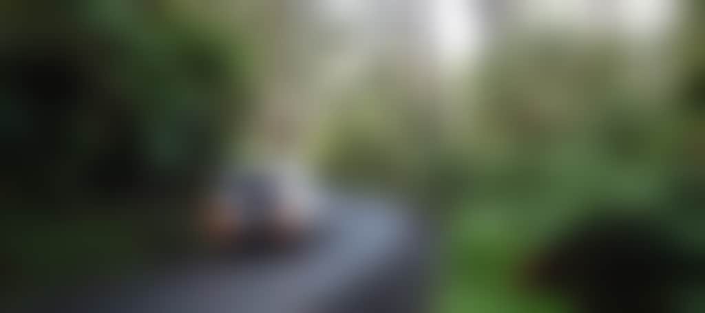 Car on road in the Tarra Valley Rainforest