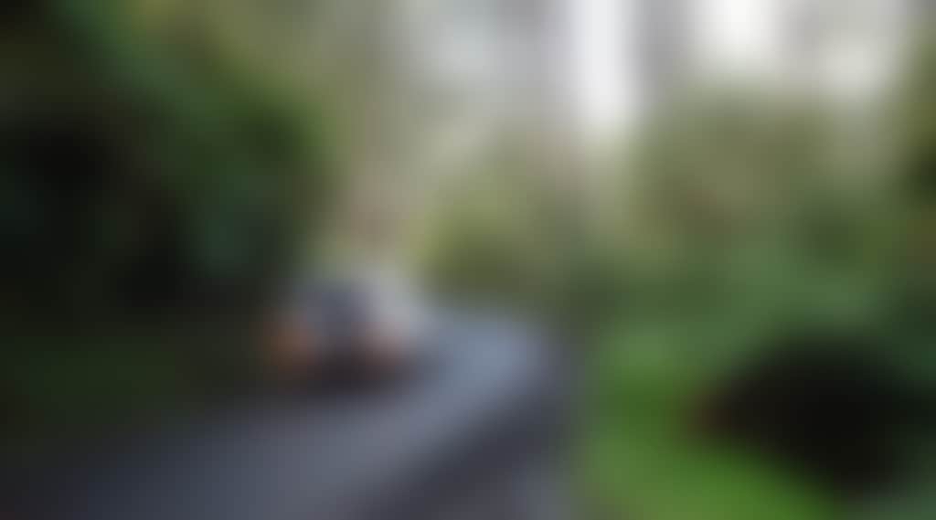 Car on road in the Tarra Valley Rainforest