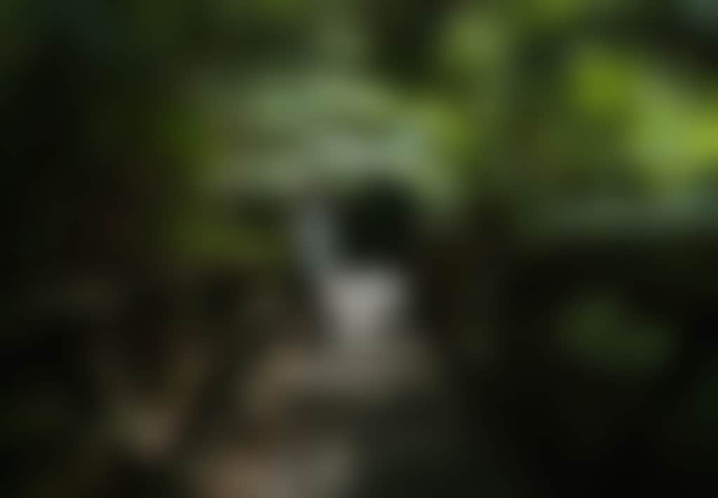 Woman in hat standing on bridge in Mount Worth State Park Strzelecki Ranges