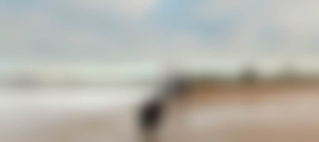 Coronet Bay two people walking along a beach with a dog