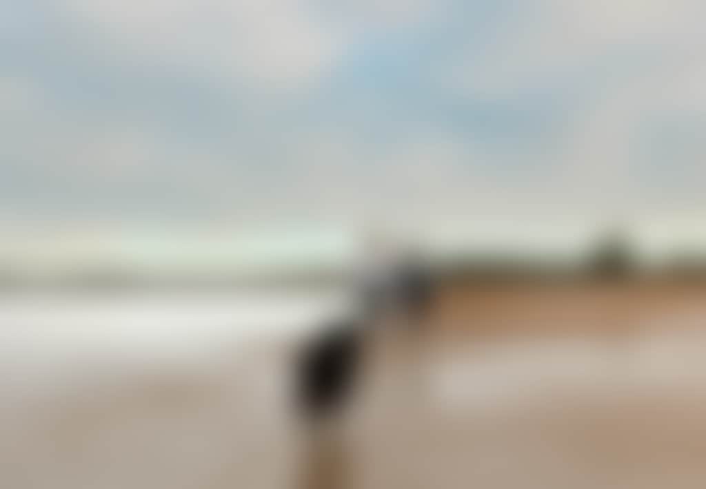 Coronet Bay two people walking along a beach with a dog