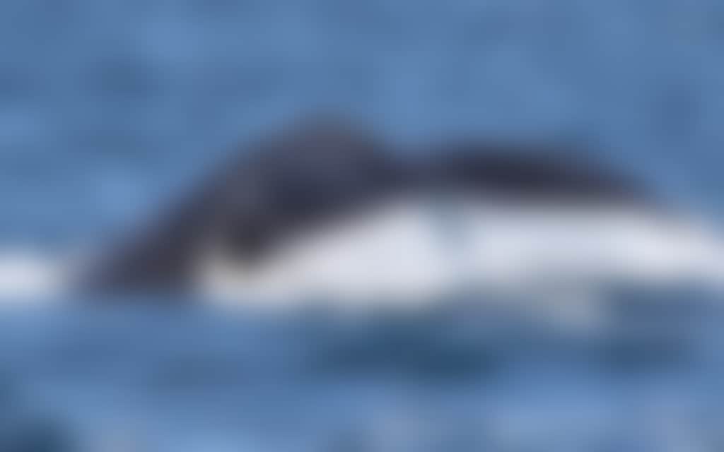 20180611 Dave Donnelly Cape Woolamai2 Wildlife Coast Cruises Hero