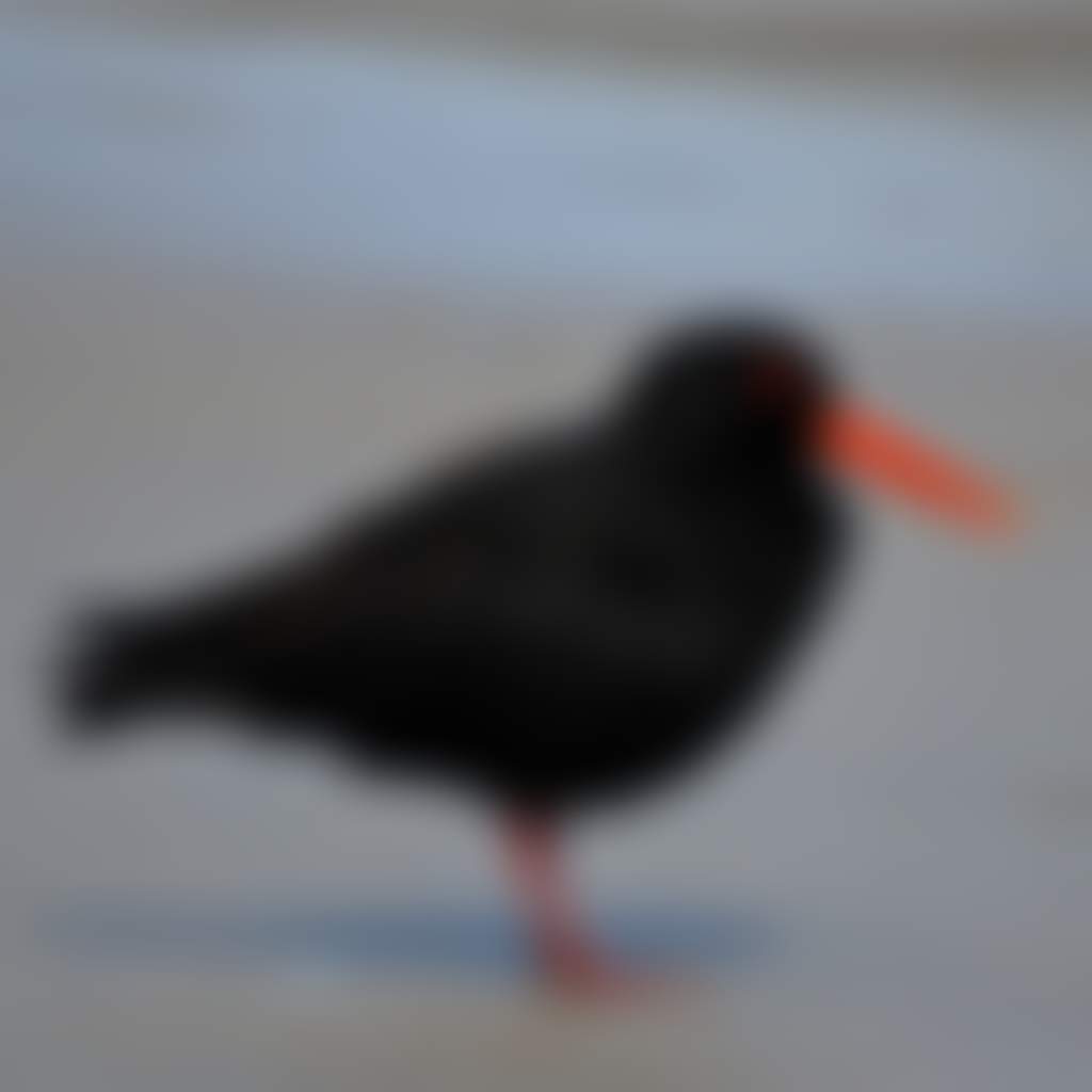 Close up of red billed bird Birdwatching Oyster Catcher at Wilsons Promontory National Park