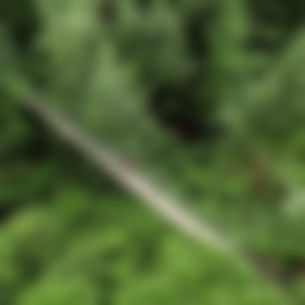 Tarra Bulga National Park
