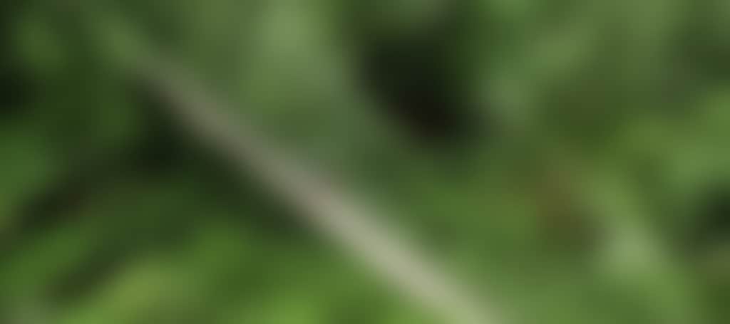Tarra Bulga National Park