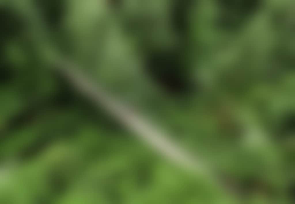 Tarra Bulga National Park