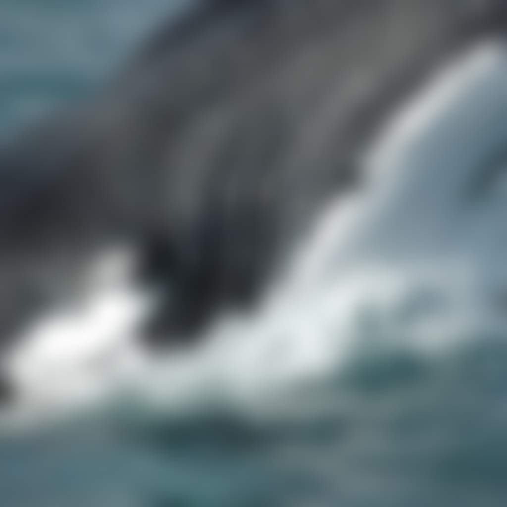 Wilsons Prom Humpback Whales in Oberon Bay d0fac39c089a8a5df7376751f4812439