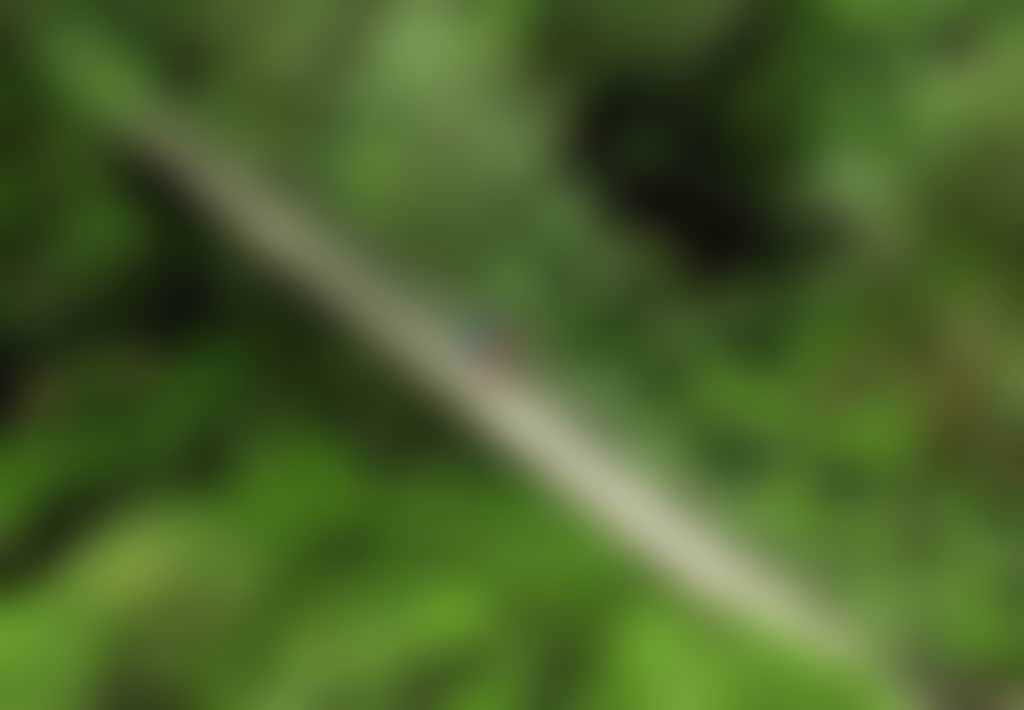 People Admiring Ferns from Corrigan Bridge in Tarra Bulga National Park