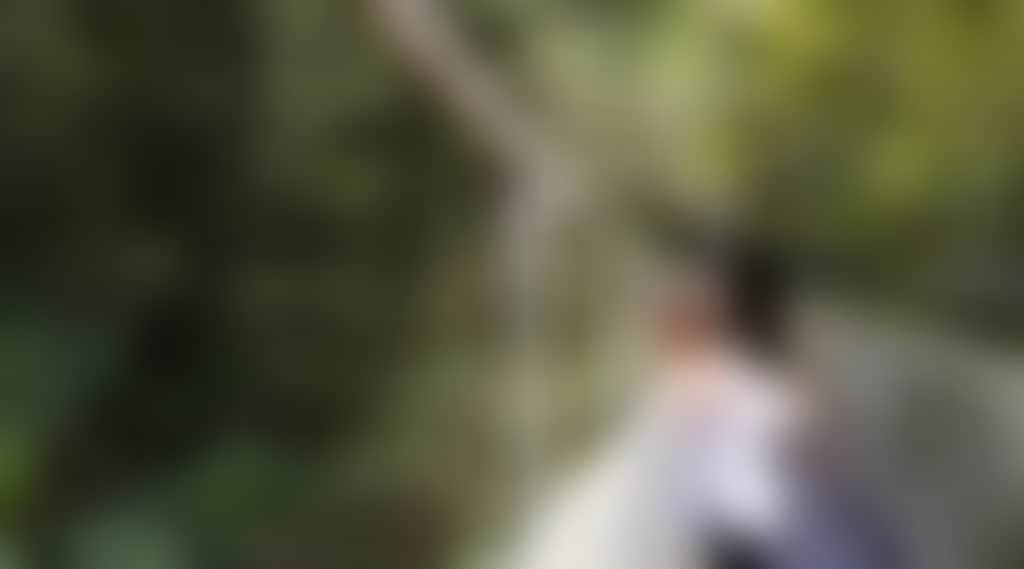 Person on Swing Bridge at Tarra Bulga National Park