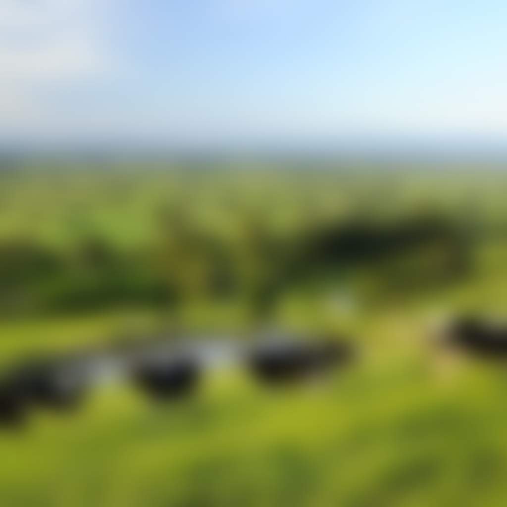 Cows in Green Paddock Near Meeniyan Mirboo North Road