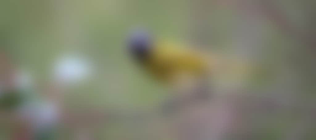 Close up of yellow bird at Crinigan Bushland Reserve Morwell