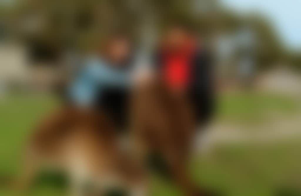 Couple patting wallabies at Maru Koala and Animal Park Grantville