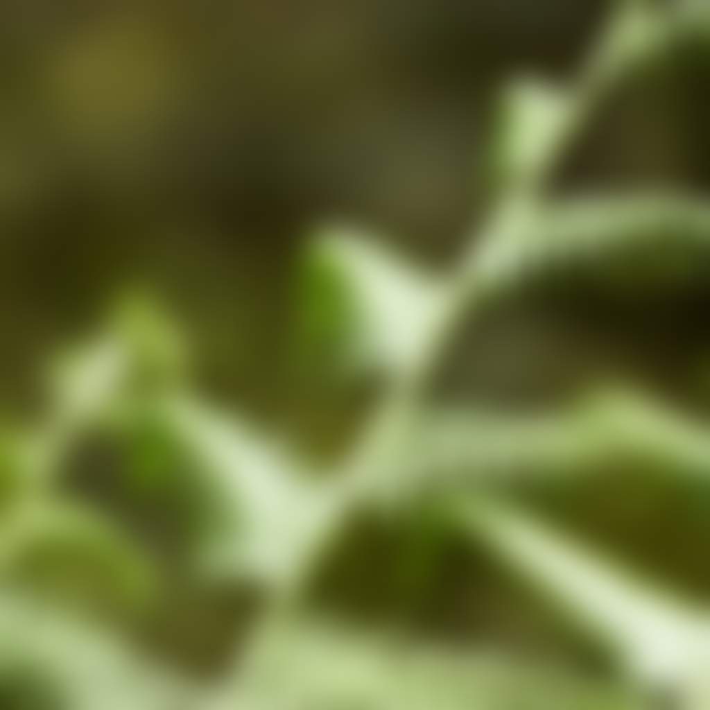 Close up of Ferns in Tarra Bulga NP