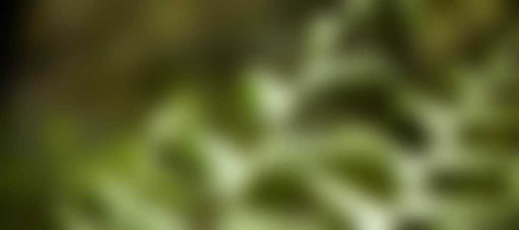 Close up of Ferns in Tarra Bulga NP