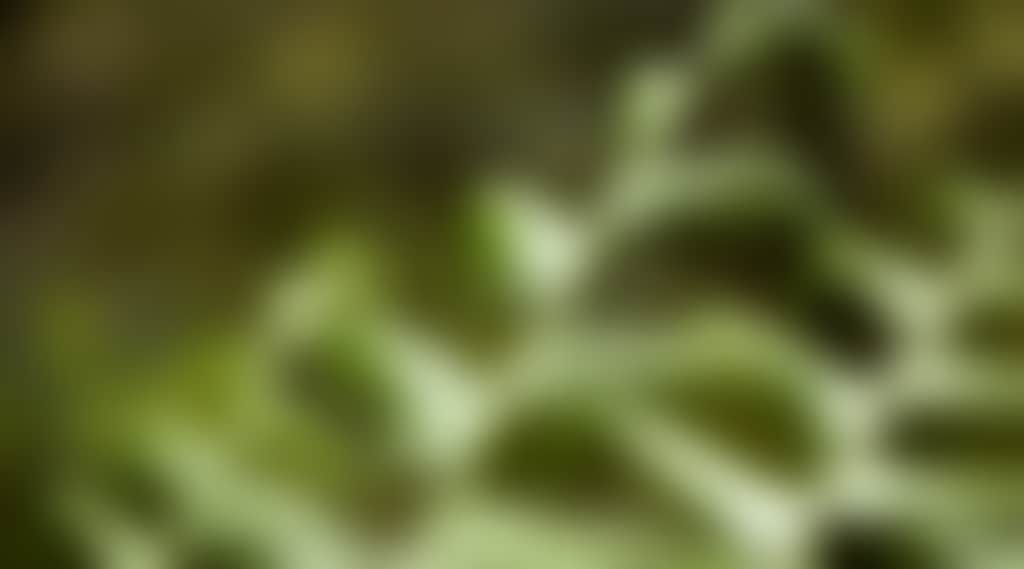 Close up of Ferns in Tarra Bulga NP