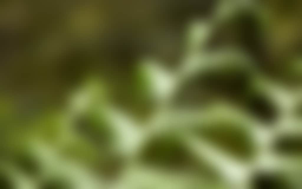 Close up of Ferns in Tarra Bulga NP