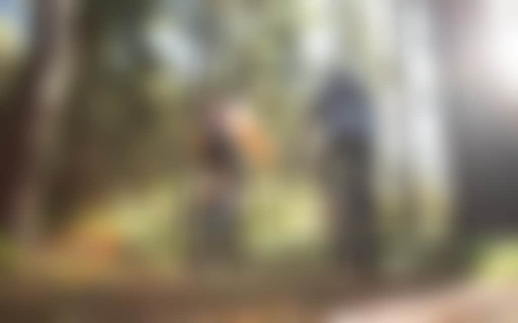 Two Mountain Bikers cycling through a forest