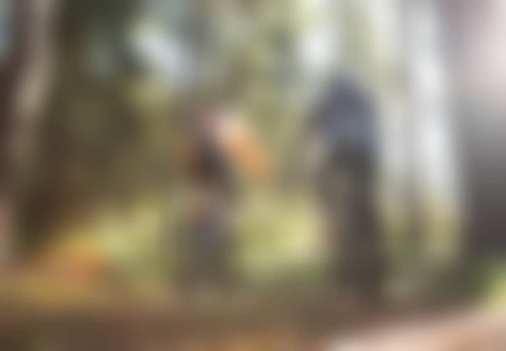 Two Mountain Bikers cycling through a forest