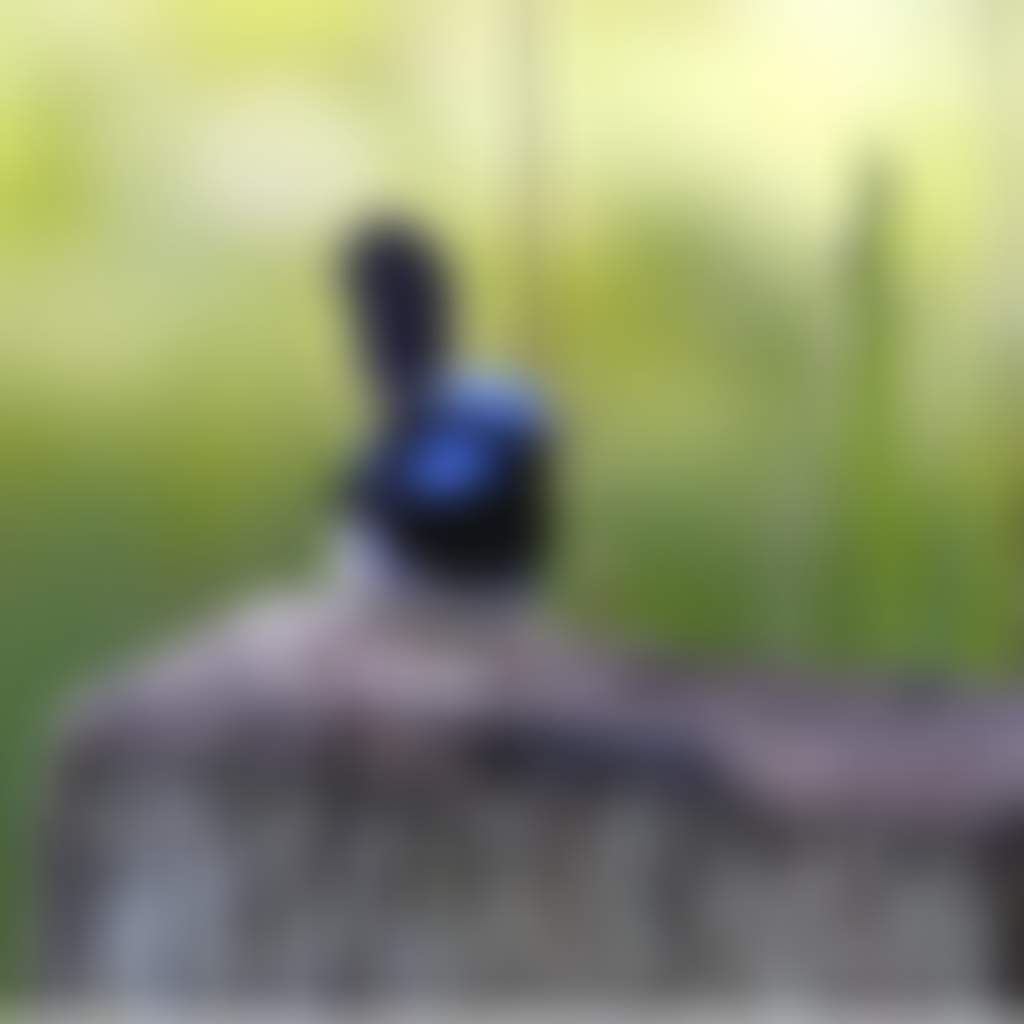 Blue Wren Close Up