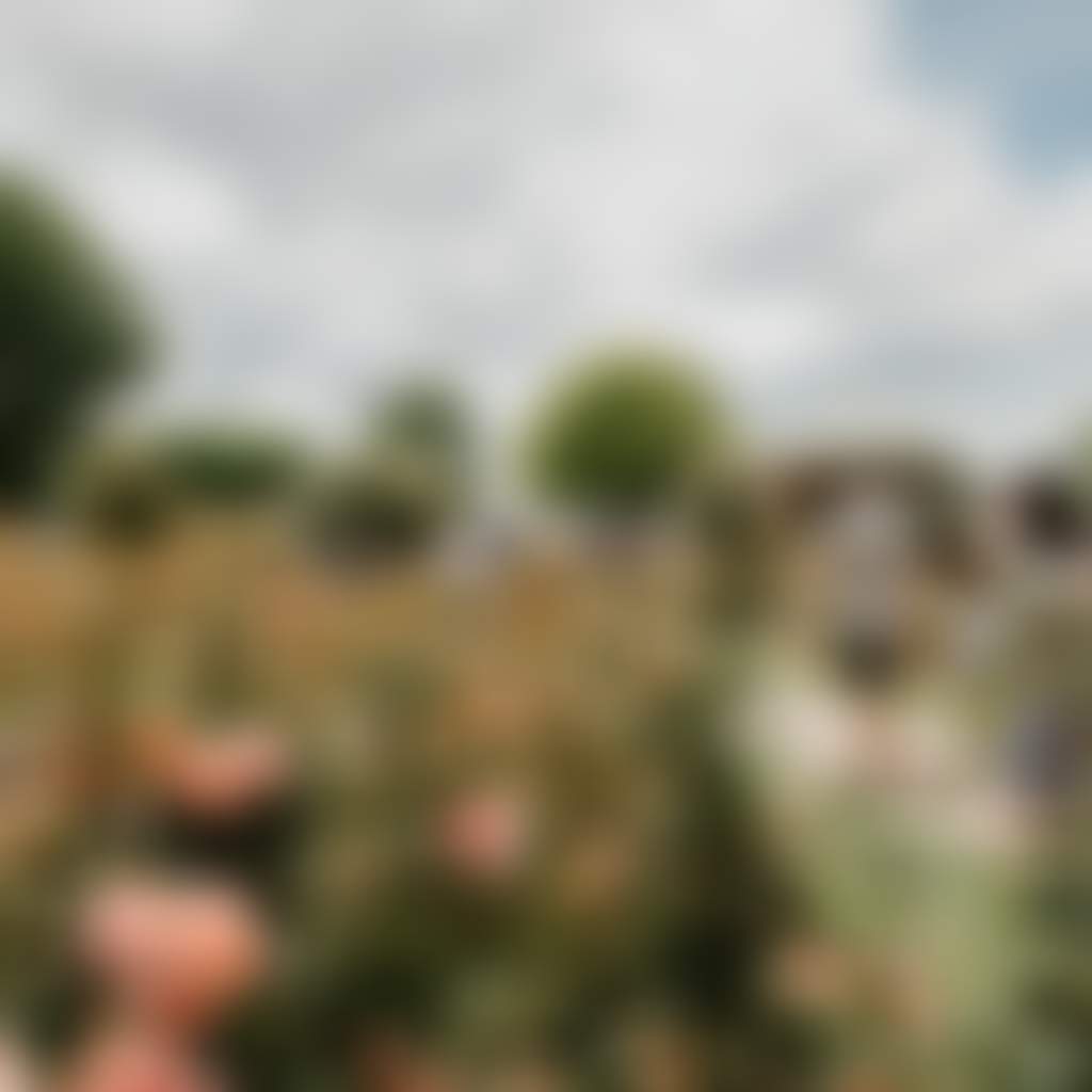 Rose Garden Festival family walking among roses
