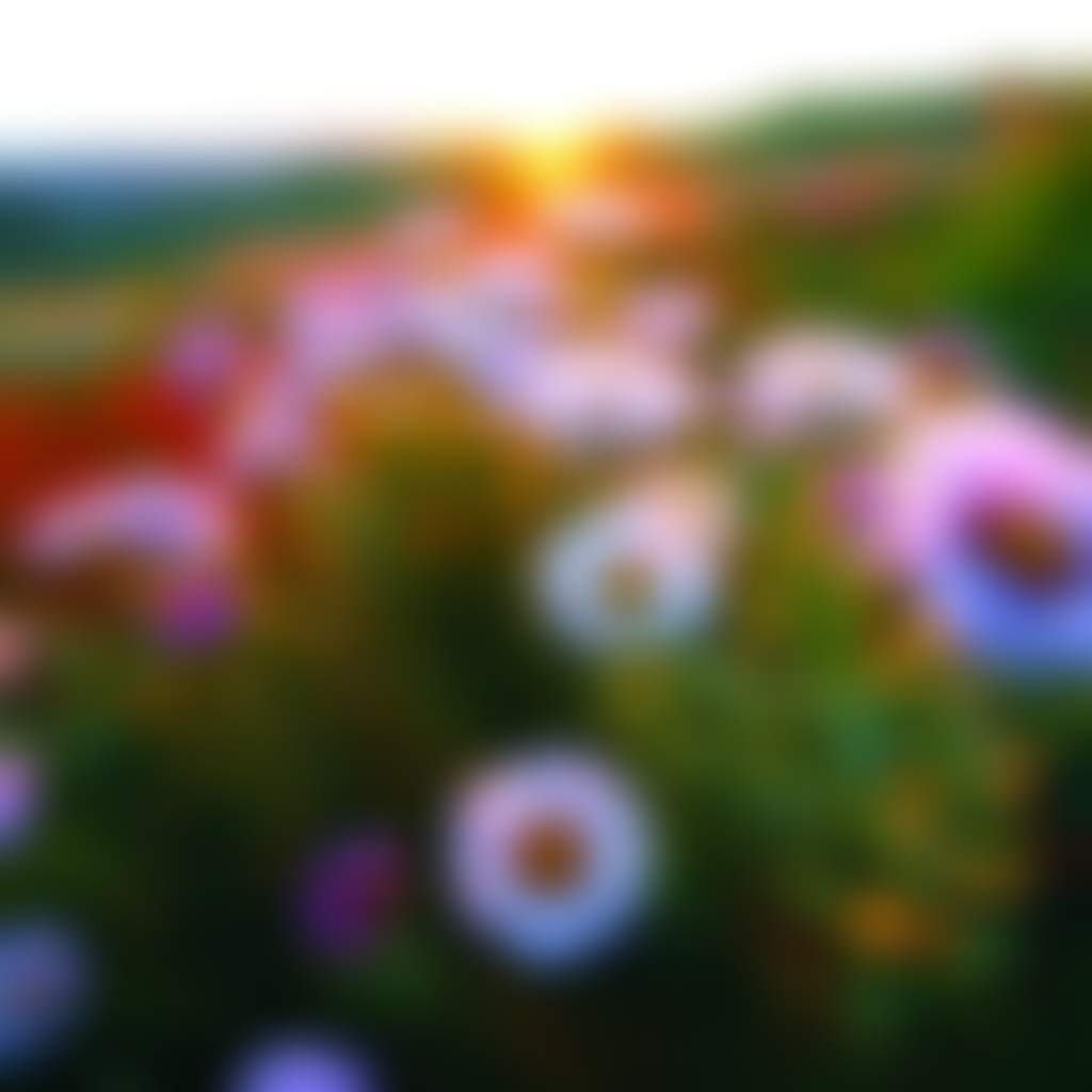 Wildflowers sunset 1
