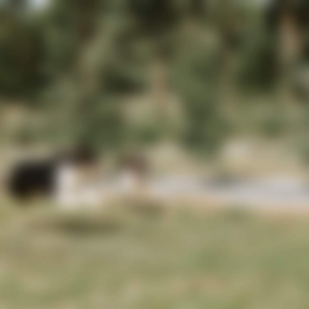Dogs running on a farm at Noojee