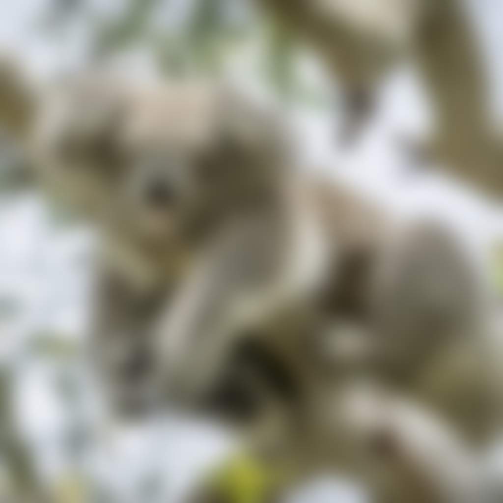 Raymond Island Koala