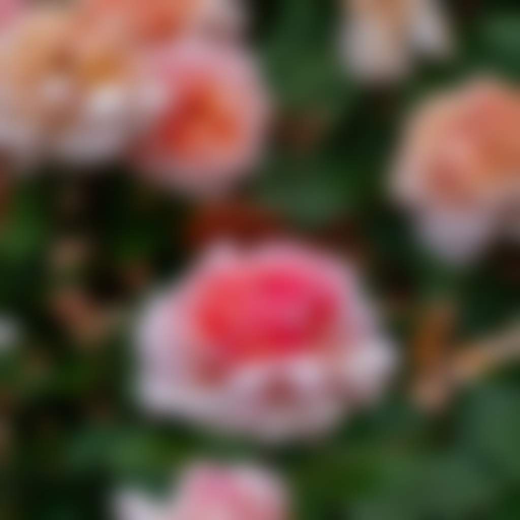International Rose Garden Festival Morwell close up of pink rose in bloom