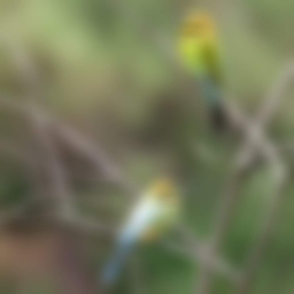 Close up of two Bee Eater birds at Mitchell River National Park 1
