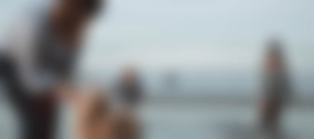 Dog on beach with family at Waratah Bay