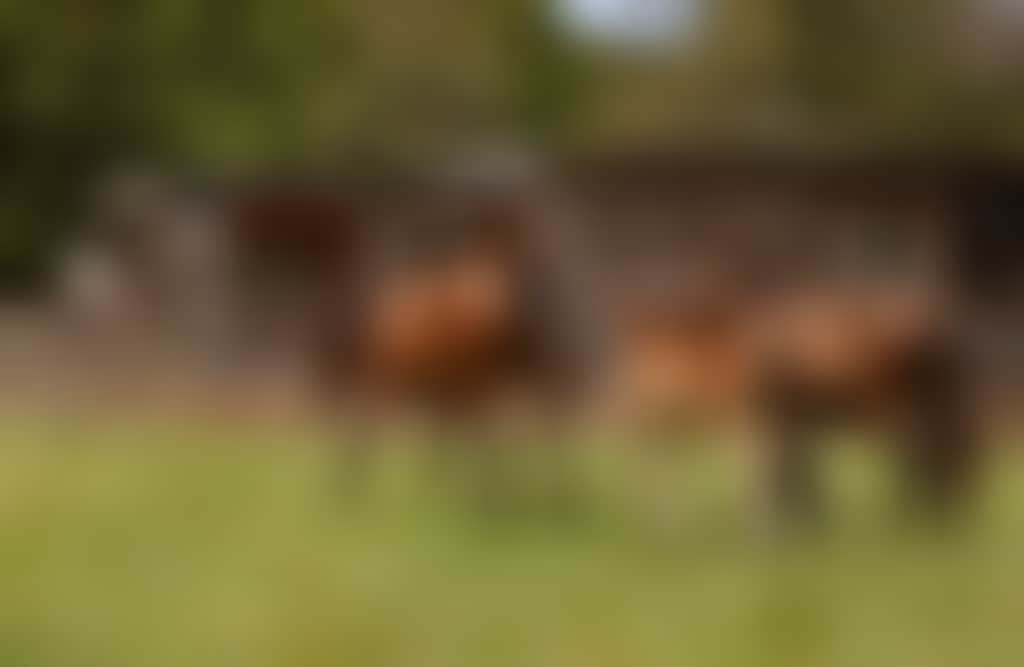 Three horses in paddock at Wattle Bank Farm near Inverloch