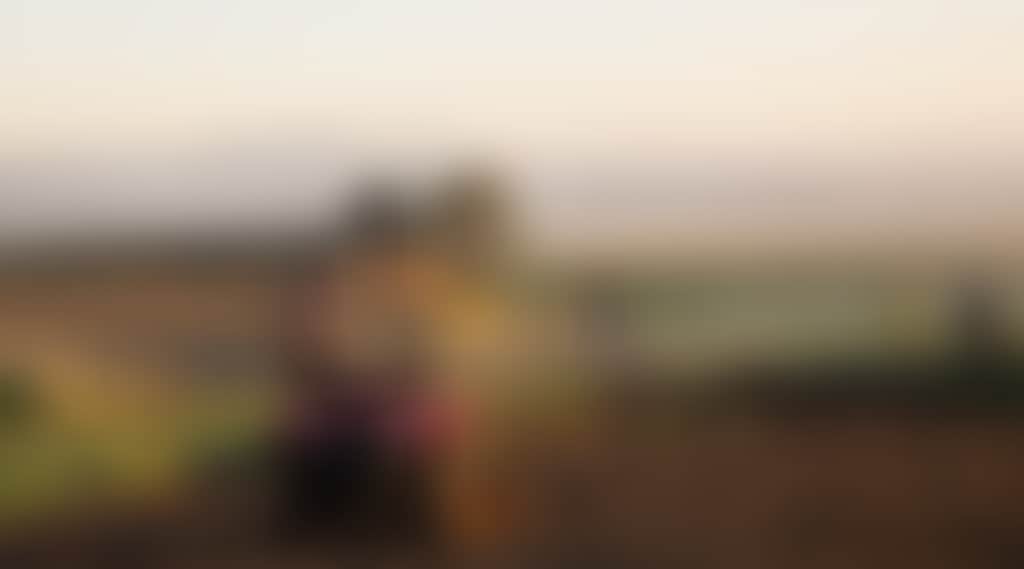 Boy sheepdog on Tractor on dairy farm in Orbost at sunrise