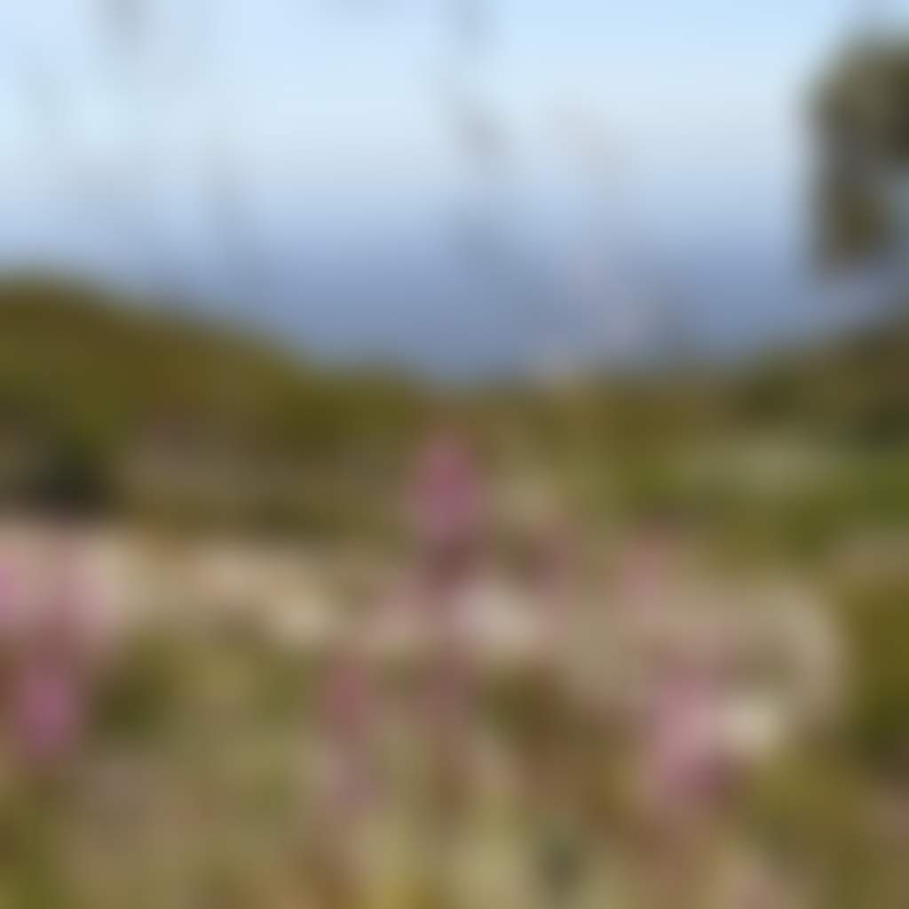 Wildflowers and view from Mt Baw Baw