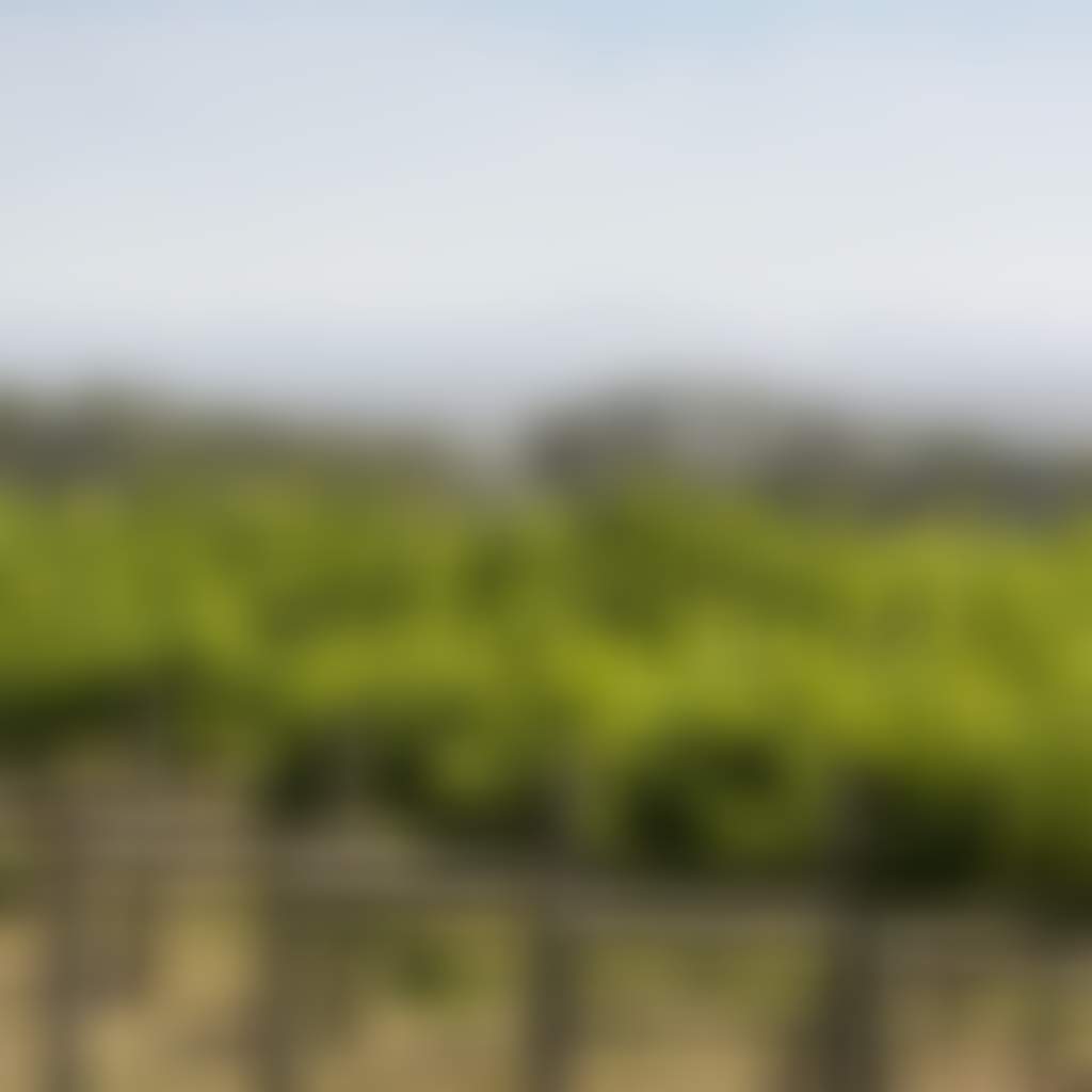 Avon Ridge Winery Maffra rows of vines