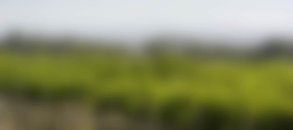 Avon Ridge Winery Maffra rows of vines