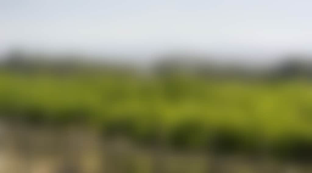 Avon Ridge Winery Maffra rows of vines