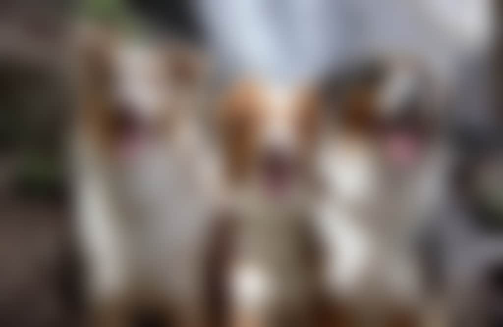 Dogs at Toorongo Falls