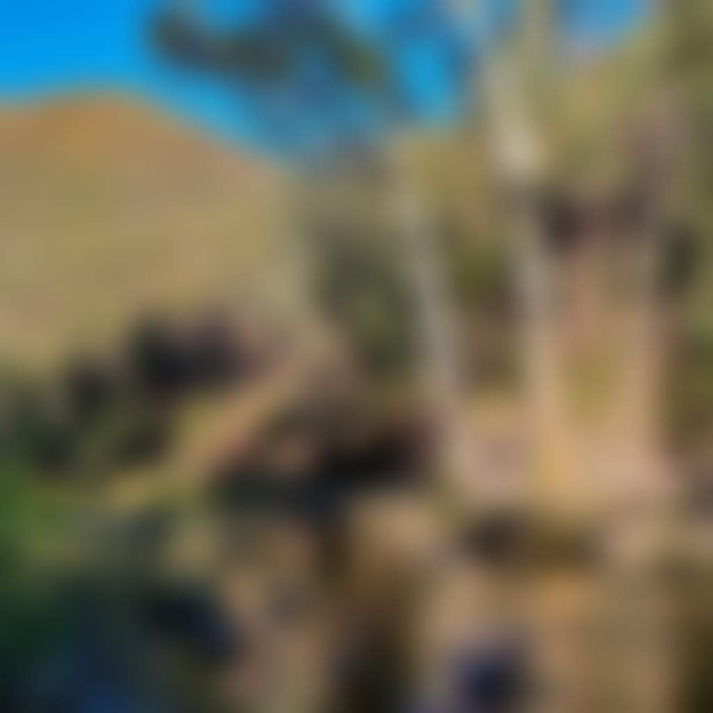 Bush surrounds of the Macalister River