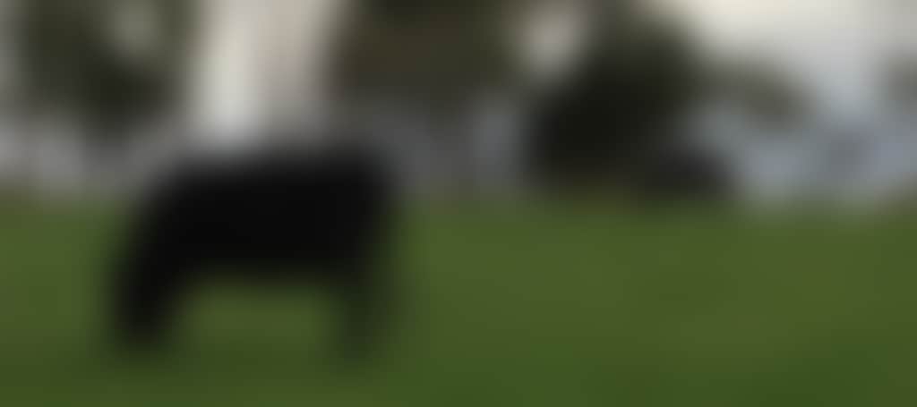 2F817A19Cc68787E7A8Aeddf1B58C3E8