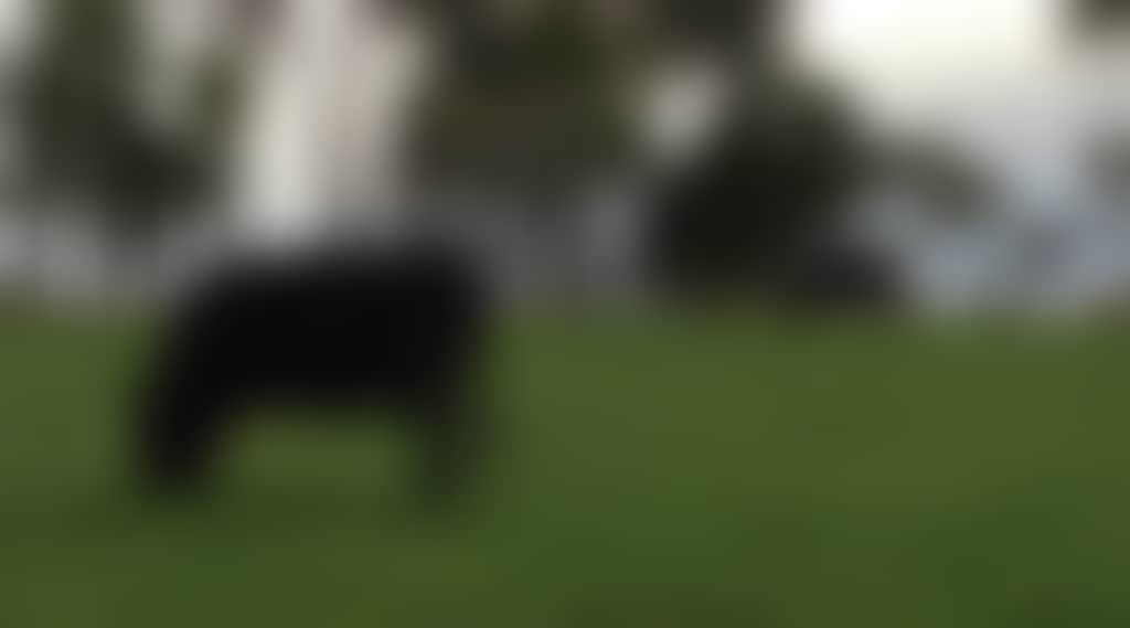 2F817A19Cc68787E7A8Aeddf1B58C3E8