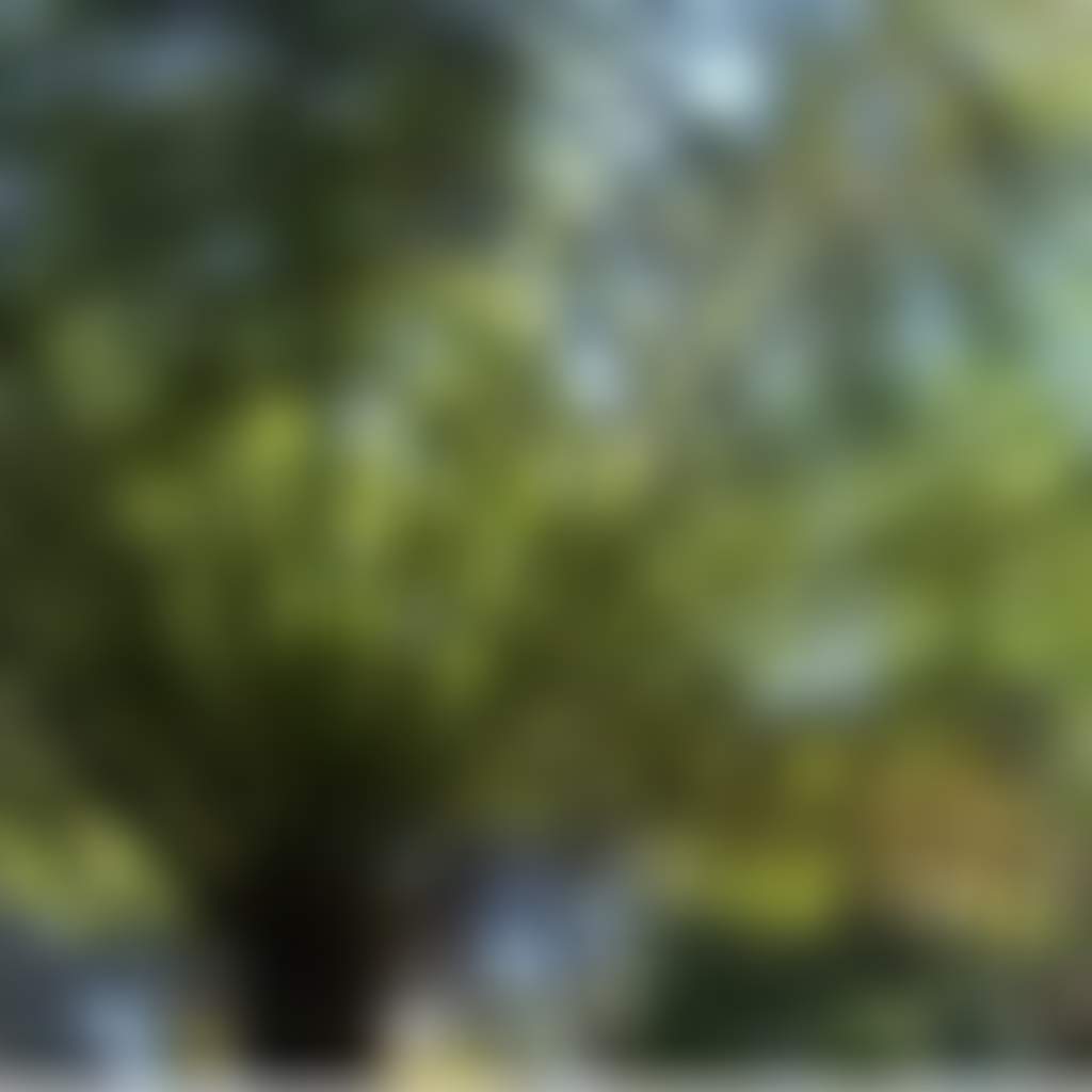 Cabbage Tree Palm 2 Resize 1