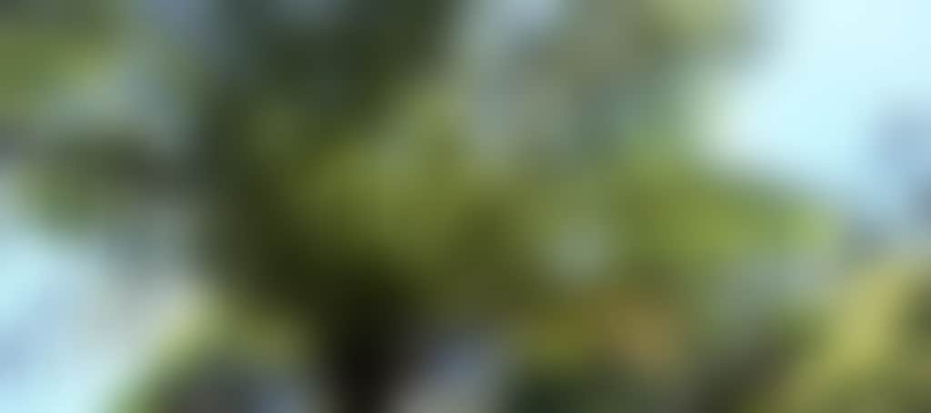 Cabbage Tree Palm 2 Resize 1