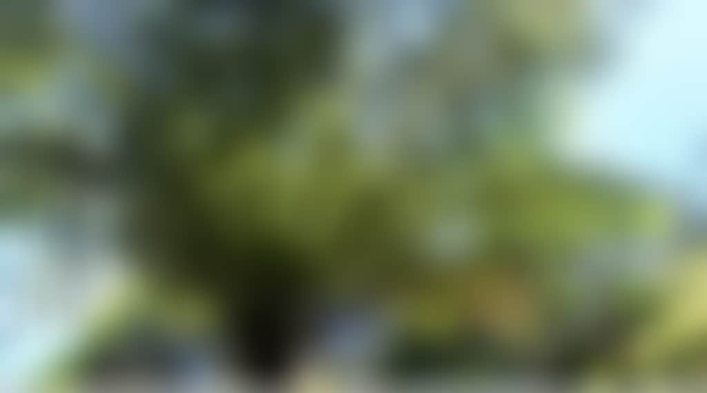 Cabbage Tree Palm 2 Resize 1