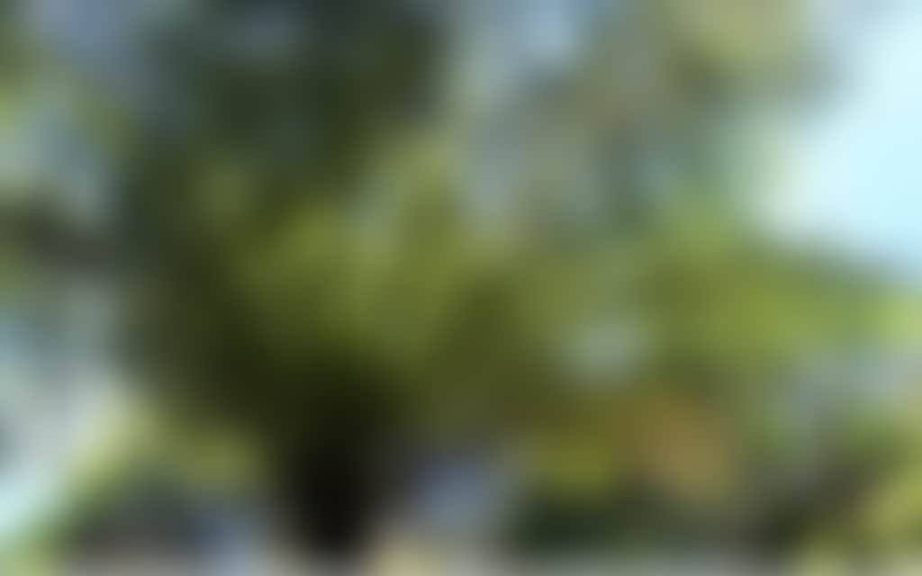 Cabbage Tree Palm 2 Resize 1