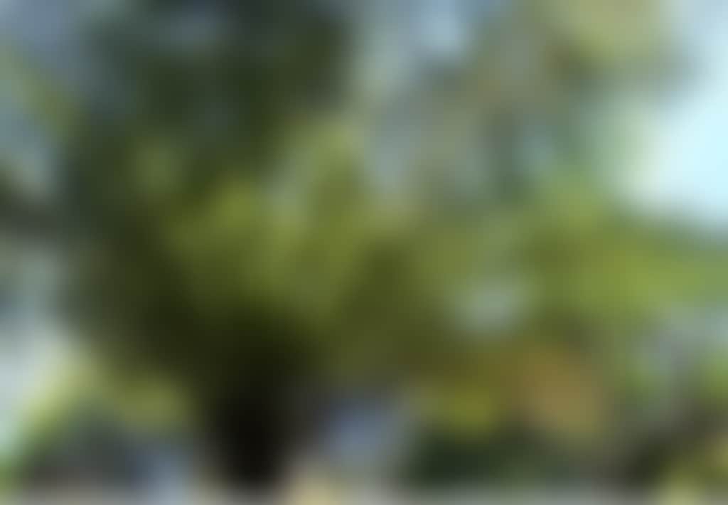 Cabbage Tree Palm 2 Resize 1