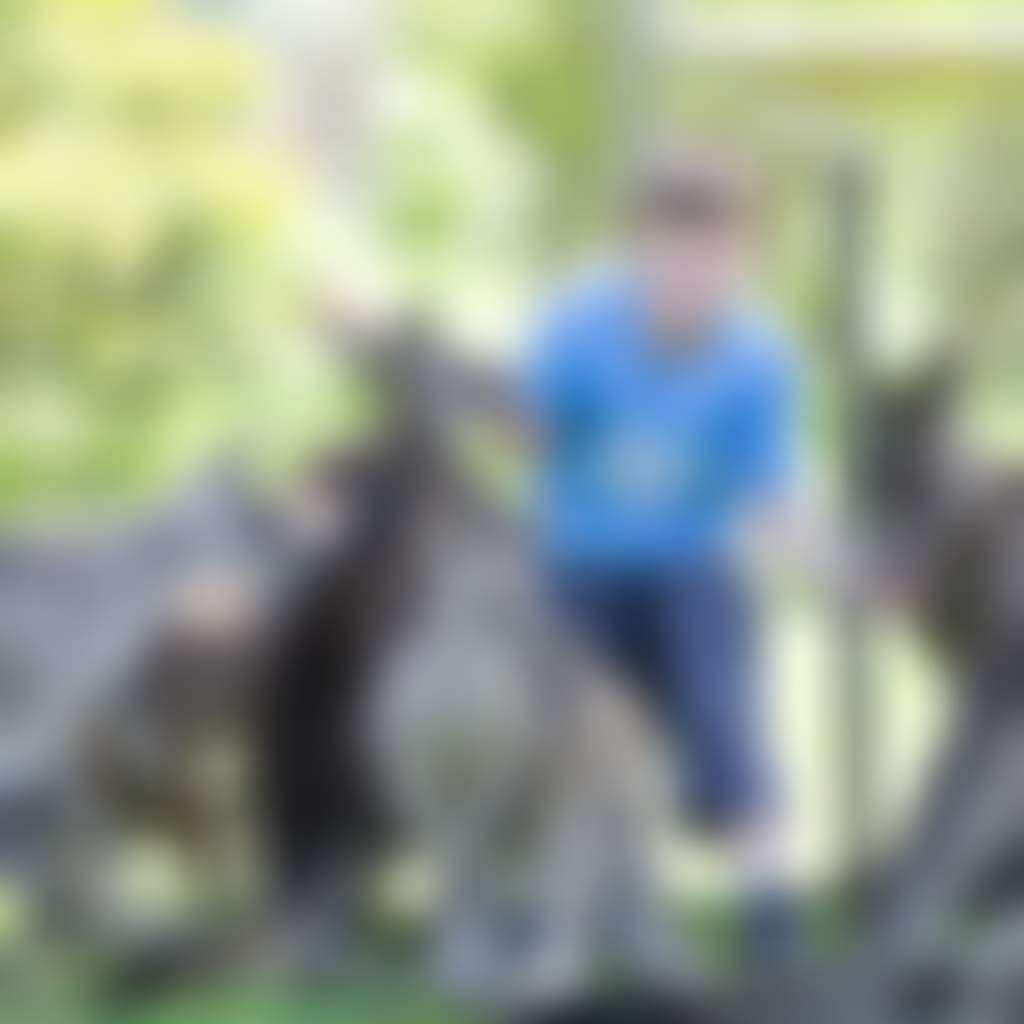 Maru Koala and Animal Park Grantville child feeding kangaroos