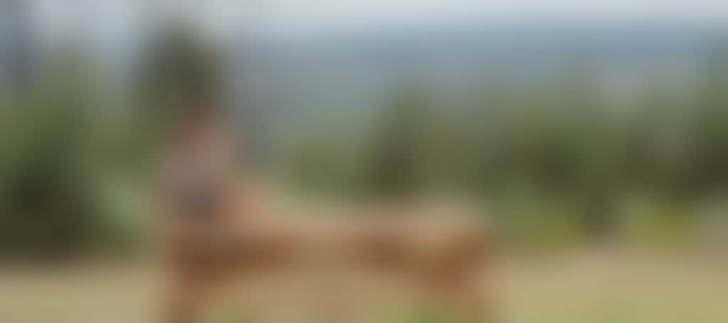 Woman sitting on picnic table looking at view at One Tree Hill near Buchan