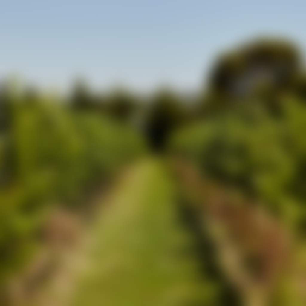 Harman Wines Wattle Bank view of vineyard on a sunny day